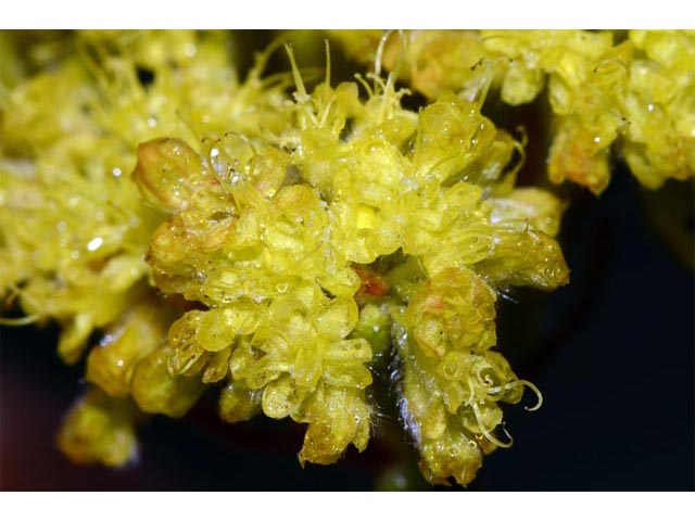 Eriogonum flavum var. piperi (Piper's golden buckwheat) #52090