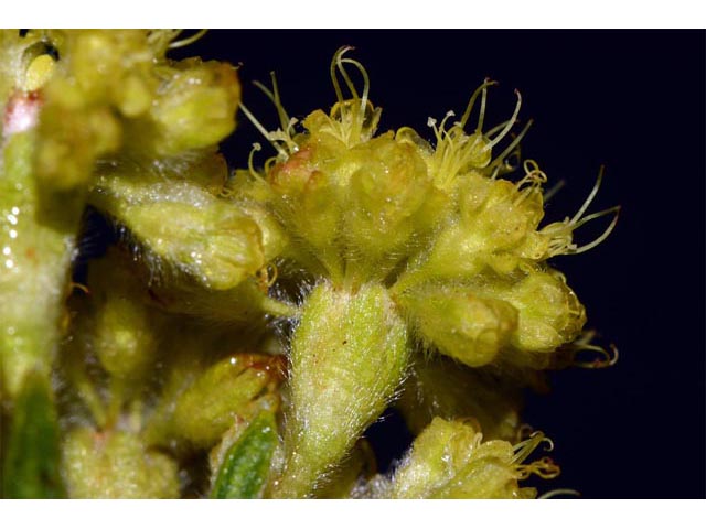 Eriogonum flavum var. piperi (Piper's golden buckwheat) #52092