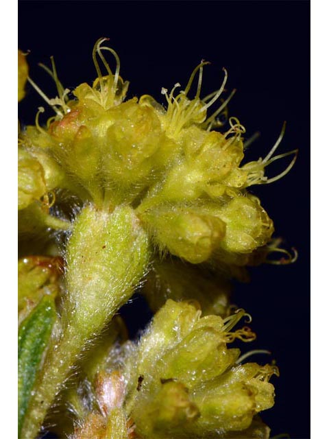 Eriogonum flavum var. piperi (Piper's golden buckwheat) #52094