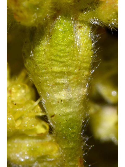 Eriogonum flavum var. piperi (Piper's golden buckwheat) #52096