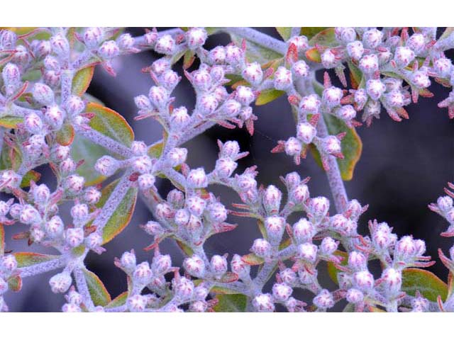 Eriogonum giganteum var. giganteum (St. catherine's lace) #52120