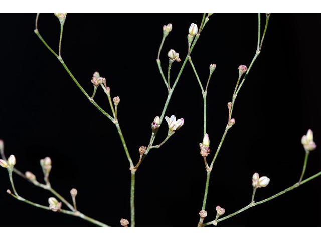 Eriogonum gordonii (Gordon's wild buckwheat) #52140