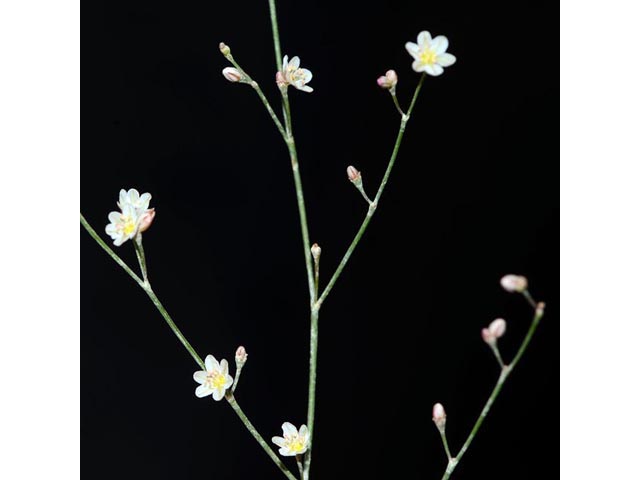 Eriogonum gordonii (Gordon's wild buckwheat) #52142
