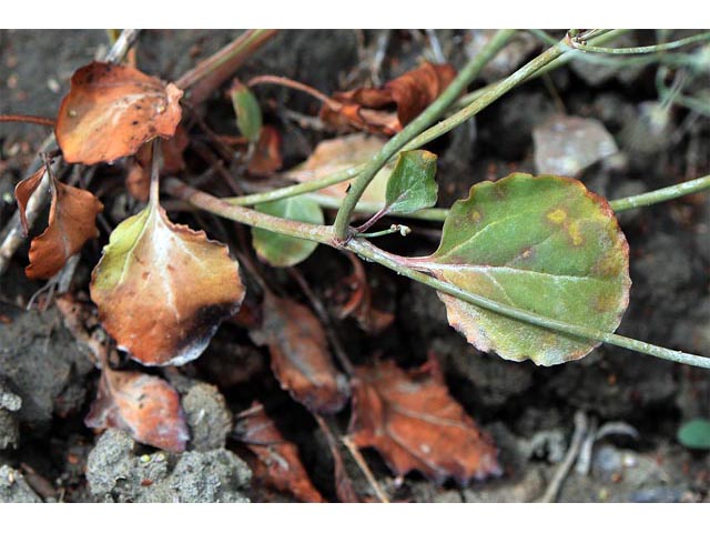 Eriogonum gordonii (Gordon's wild buckwheat) #52159