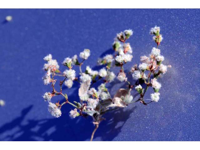 Eriogonum gossypinum (Cottony buckwheat) #52160