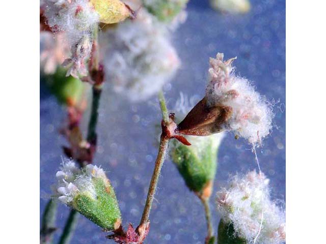 Eriogonum gossypinum (Cottony buckwheat) #52165