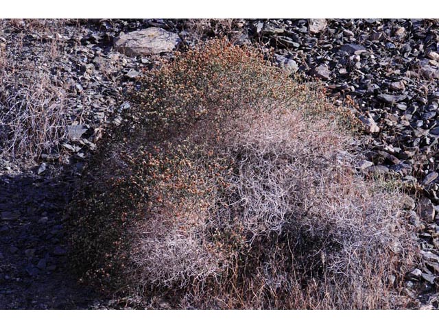 Eriogonum heermannii var. humilius (Heermann's great basin wild buckwheat) #52200