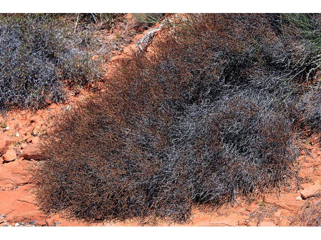 Eriogonum heermannii var. sulcatum (Heermann's grooved wild buckwheat) #52210