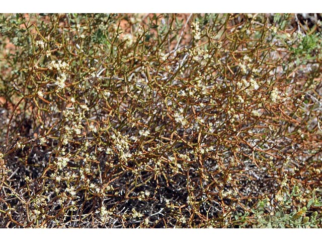 Eriogonum heermannii var. sulcatum (Heermann's grooved wild buckwheat) #52215