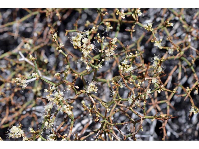 Eriogonum heermannii var. sulcatum (Heermann's grooved wild buckwheat) #52216