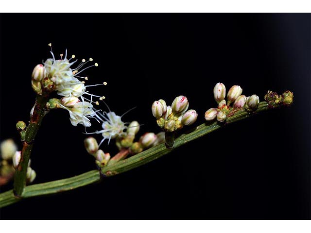 Eriogonum heermannii var. sulcatum (Heermann's grooved wild buckwheat) #52222