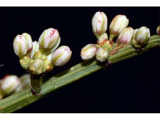Eriogonum heermannii var. sulcatum (Heermann's grooved wild buckwheat) #52223