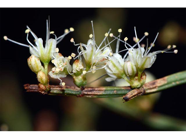 Eriogonum heermannii var. sulcatum (Heermann's grooved wild buckwheat) #52224