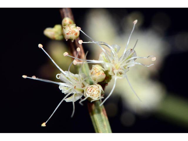 Eriogonum heermannii var. sulcatum (Heermann's grooved wild buckwheat) #52228