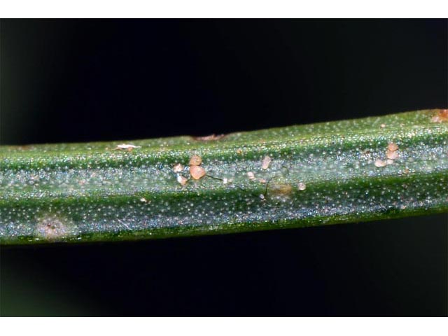 Eriogonum heermannii var. sulcatum (Heermann's grooved wild buckwheat) #52231