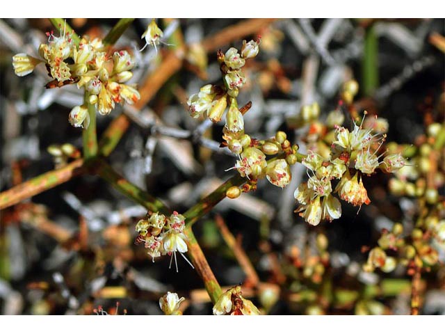 Eriogonum heermannii var. sulcatum (Heermann's grooved wild buckwheat) #52250