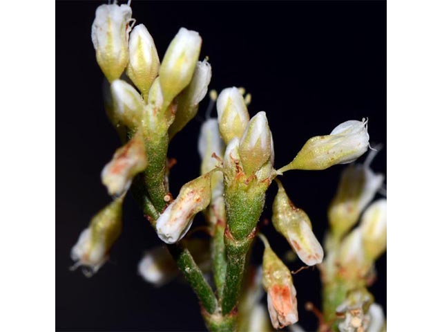 Eriogonum helichrysoides (Spreading buckwheat) #52271