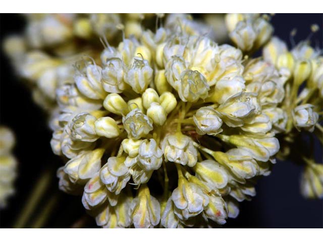 Eriogonum heracleoides var. heracleoides (Parsnipflower buckwheat) #52312
