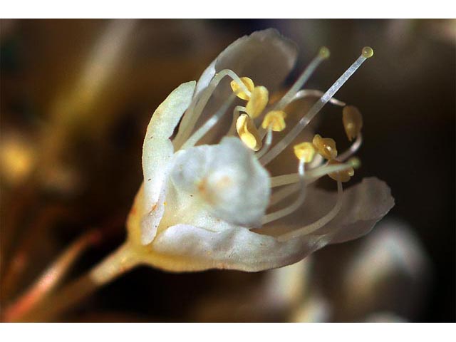 Eriogonum heracleoides var. heracleoides (Parsnipflower buckwheat) #52329