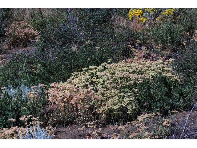 Eriogonum heracleoides (Parsnip-flower buckwheat) #52331