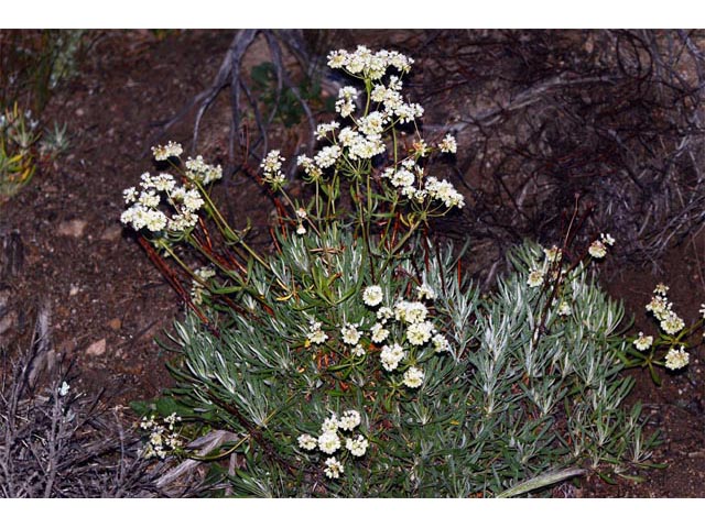 Eriogonum heracleoides (Parsnip-flower buckwheat) #52337