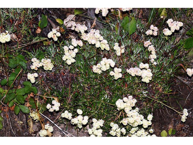 Eriogonum heracleoides (Parsnip-flower buckwheat) #52338