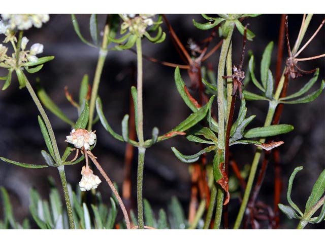 Eriogonum heracleoides (Parsnip-flower buckwheat) #52341