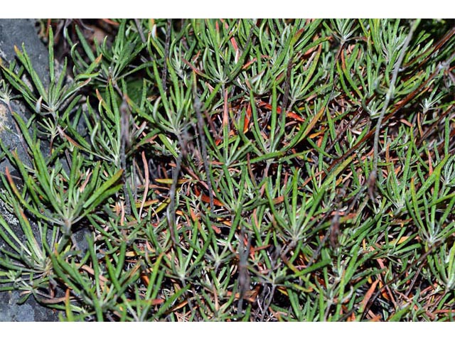 Eriogonum heracleoides (Parsnip-flower buckwheat) #52343