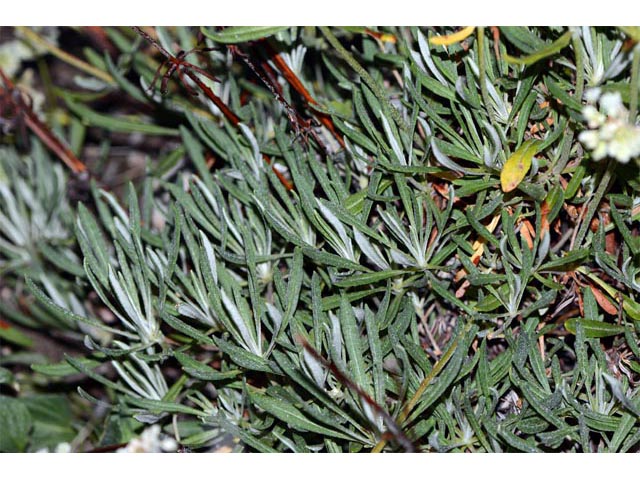 Eriogonum heracleoides (Parsnip-flower buckwheat) #52344