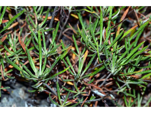 Eriogonum heracleoides (Parsnip-flower buckwheat) #52345