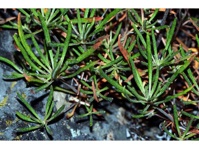 Eriogonum heracleoides (Parsnip-flower buckwheat) #52346