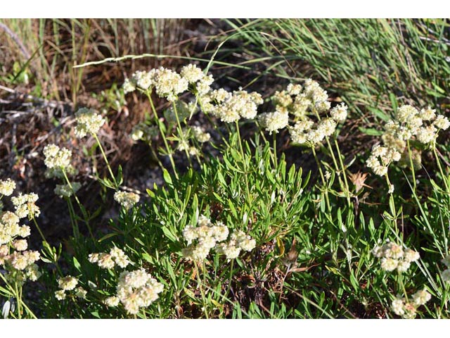 Eriogonum heracleoides (Parsnip-flower buckwheat) #52348