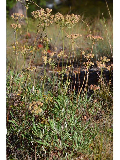 Eriogonum heracleoides (Parsnip-flower buckwheat) #52350