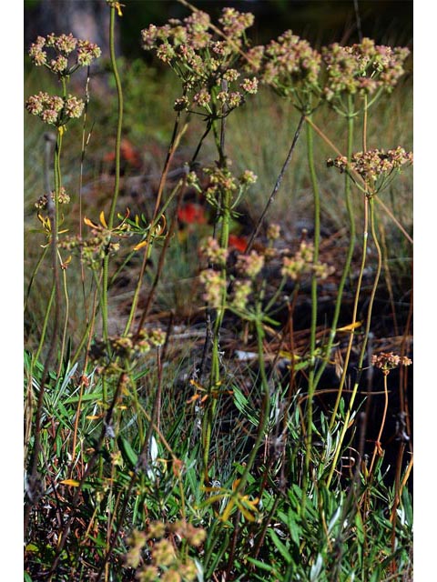 Eriogonum heracleoides (Parsnip-flower buckwheat) #52351