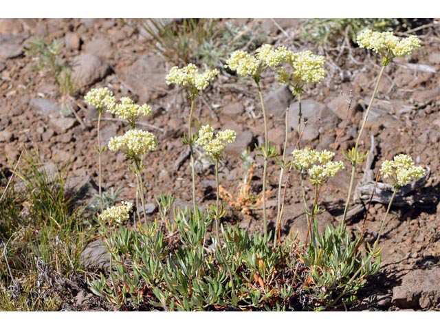 Eriogonum heracleoides (Parsnip-flower buckwheat) #52352