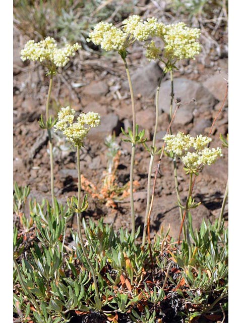 Eriogonum heracleoides (Parsnip-flower buckwheat) #52354