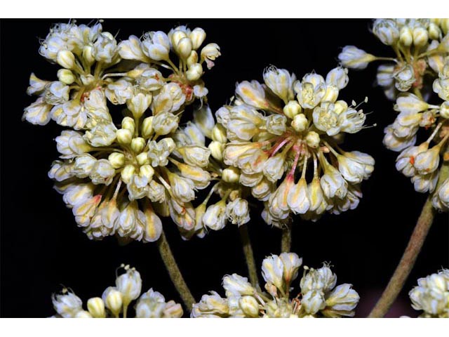 Eriogonum heracleoides (Parsnip-flower buckwheat) #52358