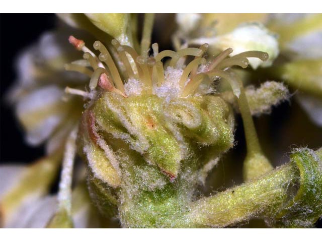 Eriogonum heracleoides (Parsnip-flower buckwheat) #52360