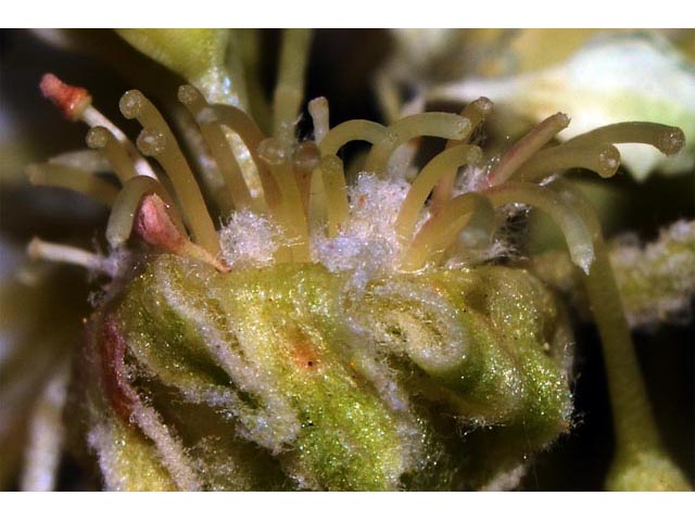 Eriogonum heracleoides (Parsnip-flower buckwheat) #52361