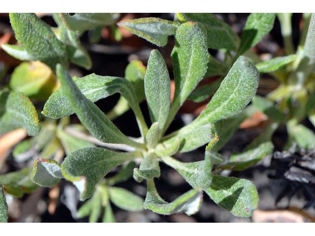 Eriogonum heracleoides (Parsnip-flower buckwheat) #52367