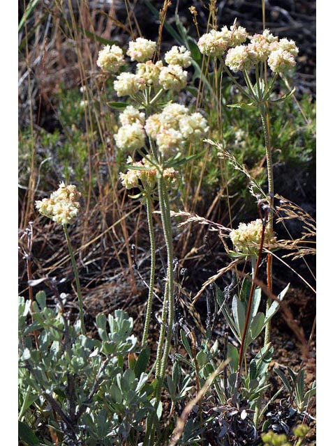 Eriogonum heracleoides (Parsnip-flower buckwheat) #52368