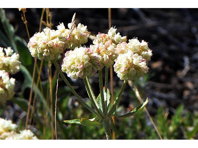 Eriogonum heracleoides (Parsnip-flower buckwheat) #52369