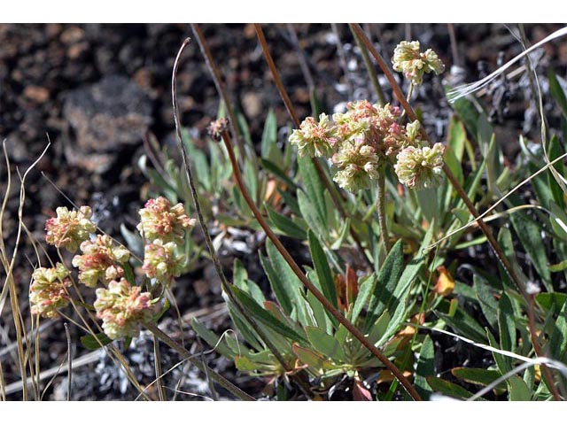 Eriogonum heracleoides (Parsnip-flower buckwheat) #52370