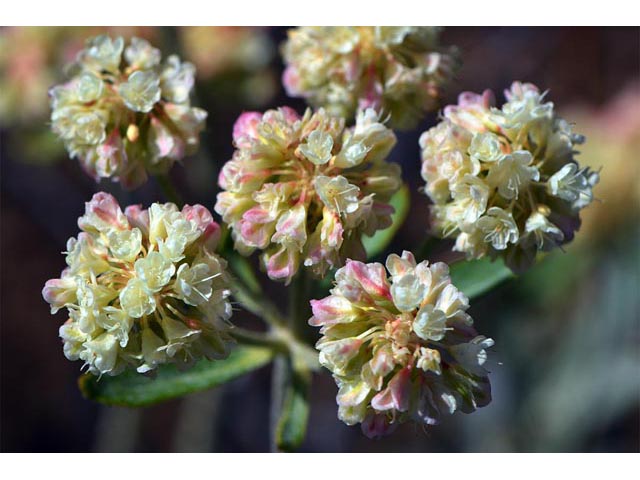 Eriogonum heracleoides (Parsnip-flower buckwheat) #52372