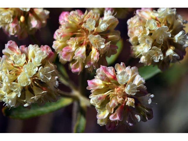 Eriogonum heracleoides (Parsnip-flower buckwheat) #52373