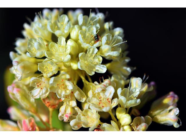 Eriogonum heracleoides (Parsnip-flower buckwheat) #52374