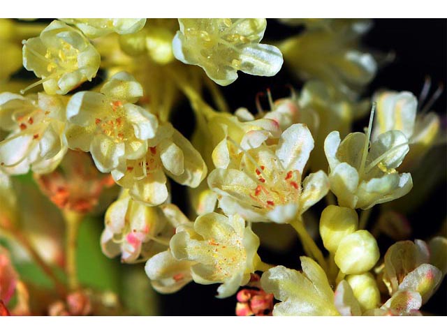 Eriogonum heracleoides (Parsnip-flower buckwheat) #52375