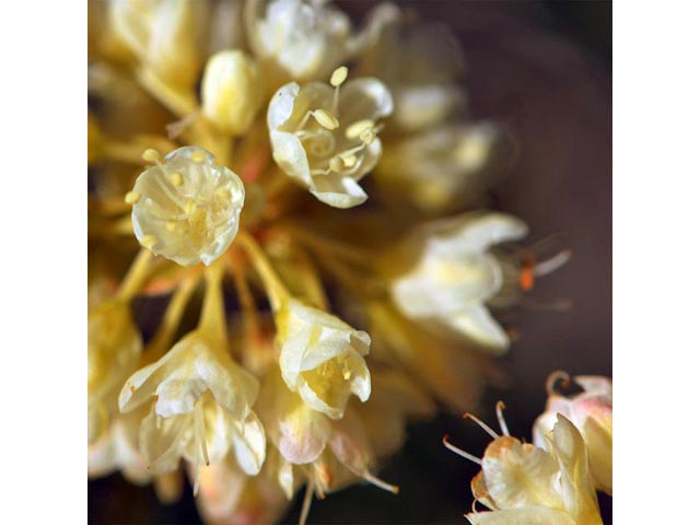 Eriogonum heracleoides (Parsnip-flower buckwheat) #52376