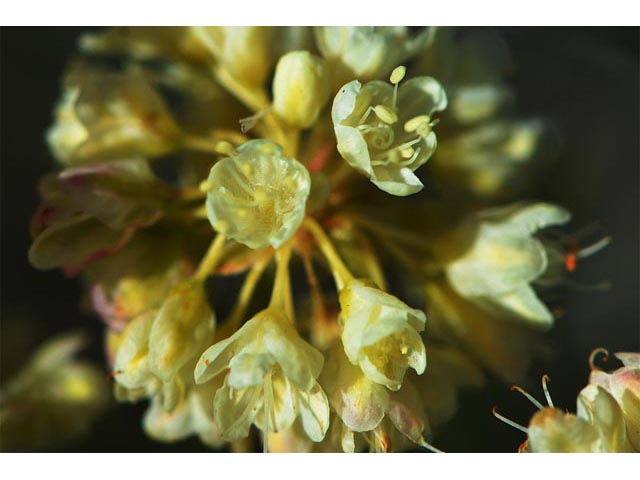 Eriogonum heracleoides (Parsnip-flower buckwheat) #52377