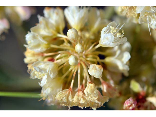 Eriogonum heracleoides (Parsnip-flower buckwheat) #52378